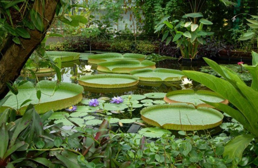 BOT Botanical Garden, Dresden, Germany, Germany